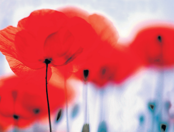 Traueranzeige von Hans Joachim Crößmann von Trauerportal Echo Online