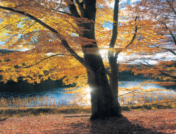 Traueranzeige von Erika Vogt von Trauerportal Rhein Main Presse