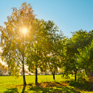 Gedenkbaum-Gruppe von  für Eberhard Klett 