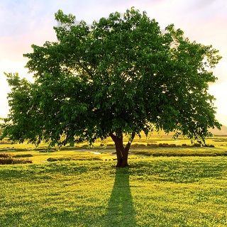Gedenkbaum von Karl Schipp für Otto Mohr 