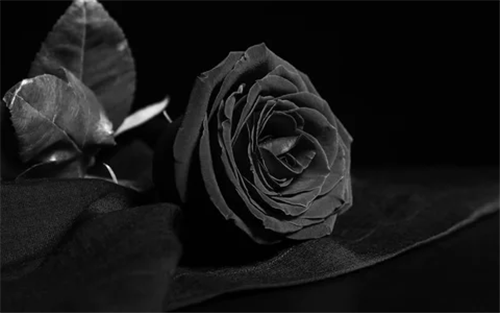 Your browser does not support the webp format